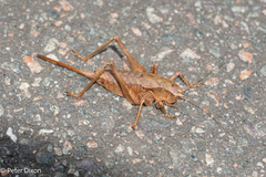 Atlanticus testaceus