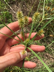 Cyperus retroflexus