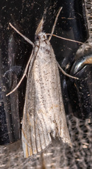 Haimbachia squamulellus