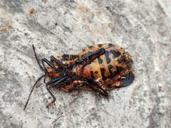 Sephina
