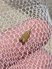 Lecithocera cyamitis