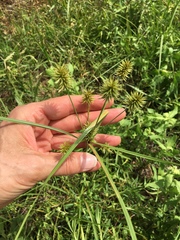 Cyperus retroflexus