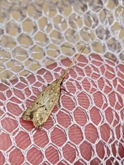 Lecithocera cyamitis