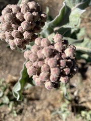 Asclepias eriocarpa