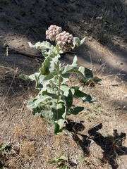 Asclepias eriocarpa