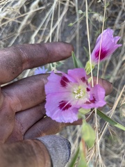Clarkia speciosa