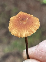 Macrocystidia