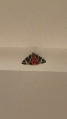 Euplagia quadripunctaria