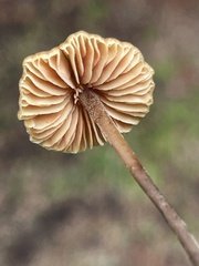 Macrocystidia