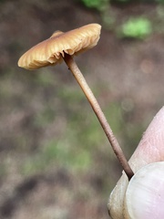 Macrocystidia