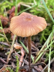 Macrocystidia