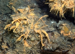 Halichondria bowerbanki