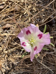 Clarkia speciosa