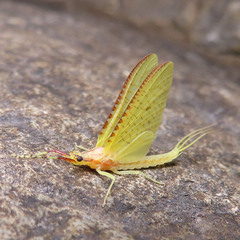 Potamanthus formosus