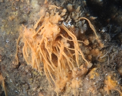 Halichondria bowerbanki