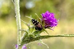 Acmaeodera texana