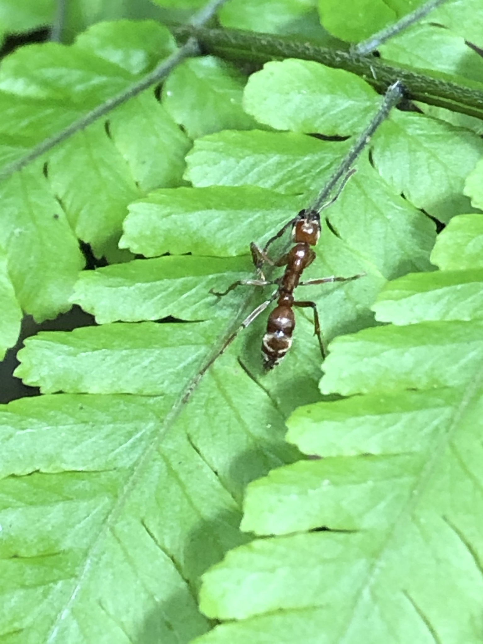 Neoponera luteola