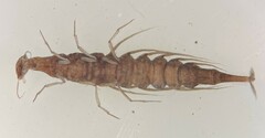 Coptotomus