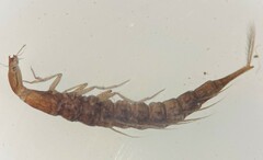 Coptotomus