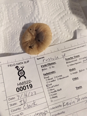 Russula amerorecondita