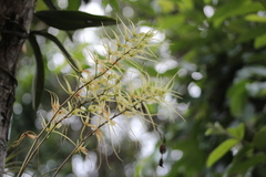 Brassia verrucosa