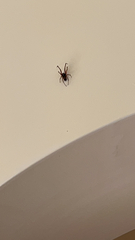 Steatoda nobilis