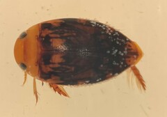 Laccophilus undatus