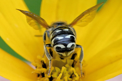 Dianthidium subparvum