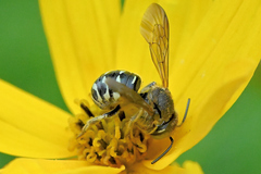 Dianthidium subparvum