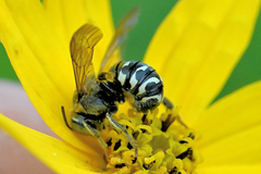 Dianthidium subparvum