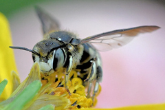 Dianthidium subparvum