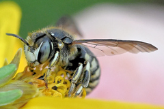 Dianthidium subparvum