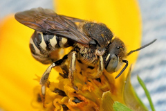 Dianthidium subparvum