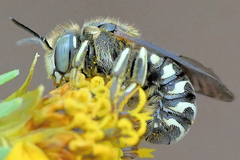 Dianthidium subparvum