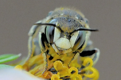 Dianthidium subparvum