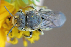 Dianthidium subparvum
