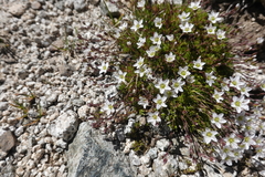 Minuartia recurva