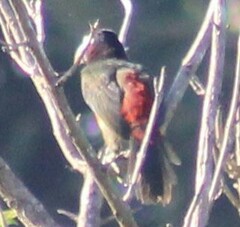 Pteroglossus castanotis