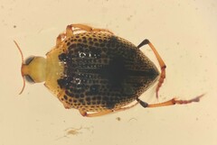 Peltodytes muticus