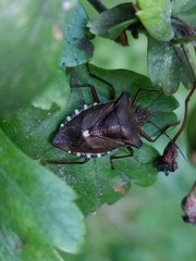 Pentatoma rufipes