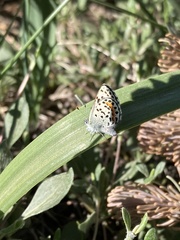 Euphilotes heracleoides