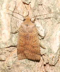 Agrochola nitida