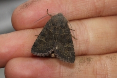 Aporophyla lutulenta