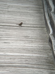 Melospiza melodia