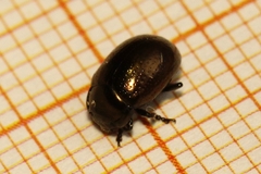 Chrysolina chalcites