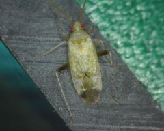 Compsidolon salicellum