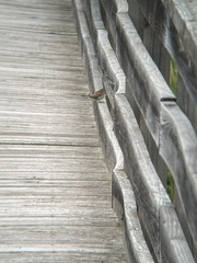 Melospiza melodia