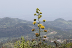 Agave seemanniana
