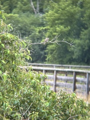 Empidonax traillii