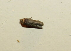 Holcocera chalcofrontella